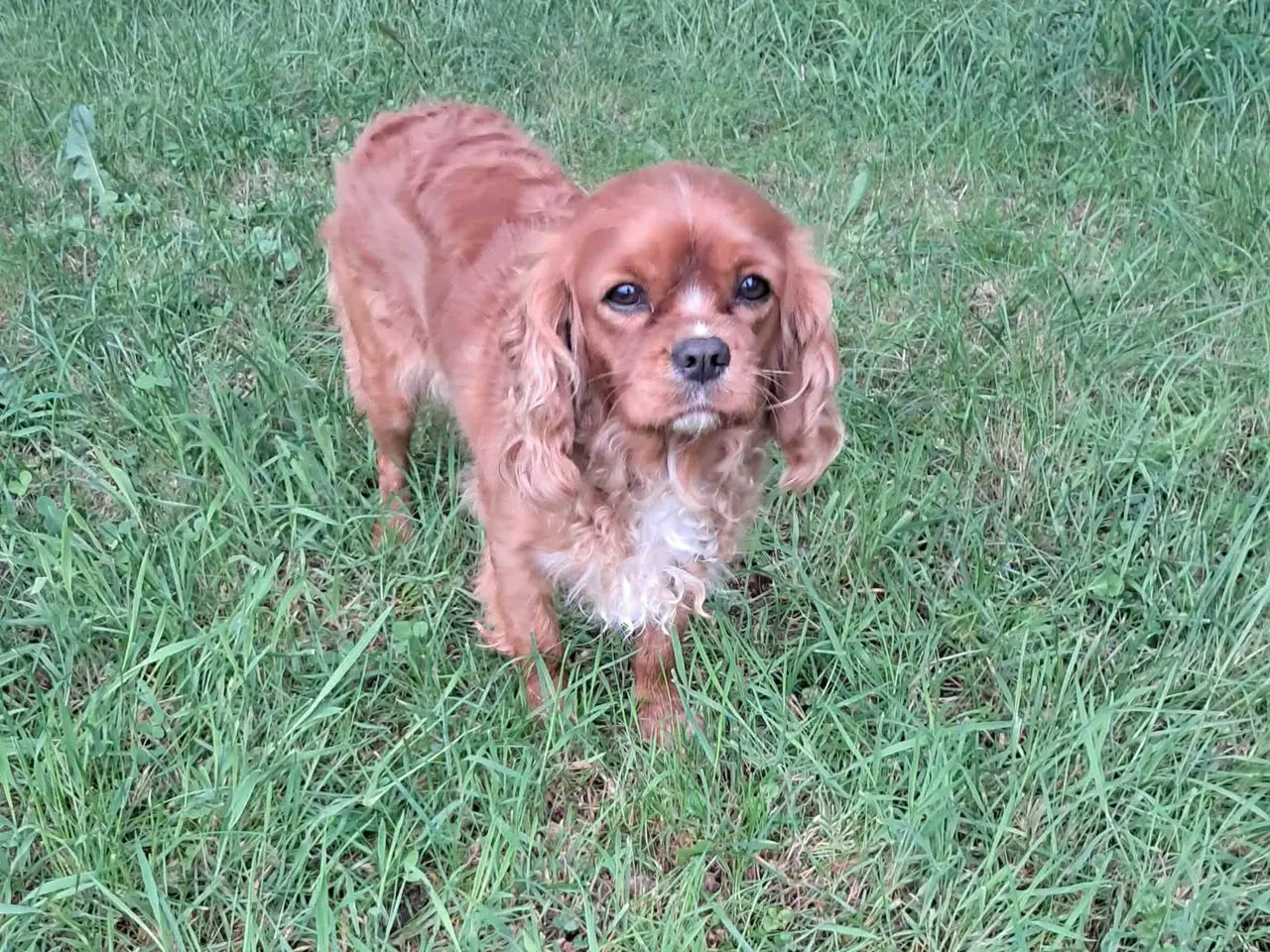 Billede 1 - Cavalier king charles spaniel