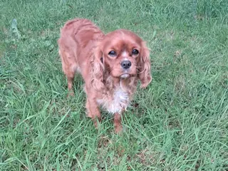 Cavalier king charles spaniel