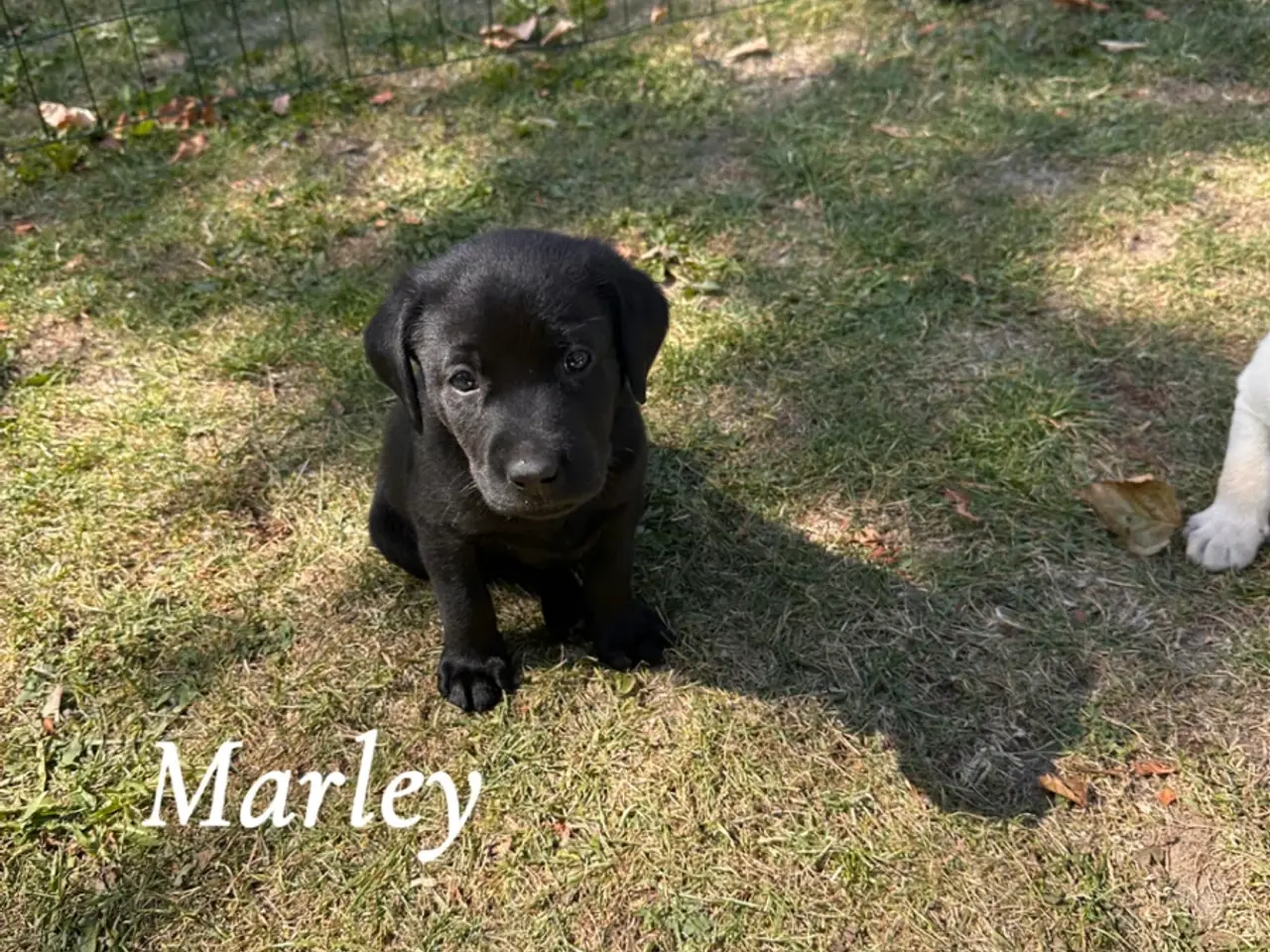 Billede 2 - Arlo og Marley🐶