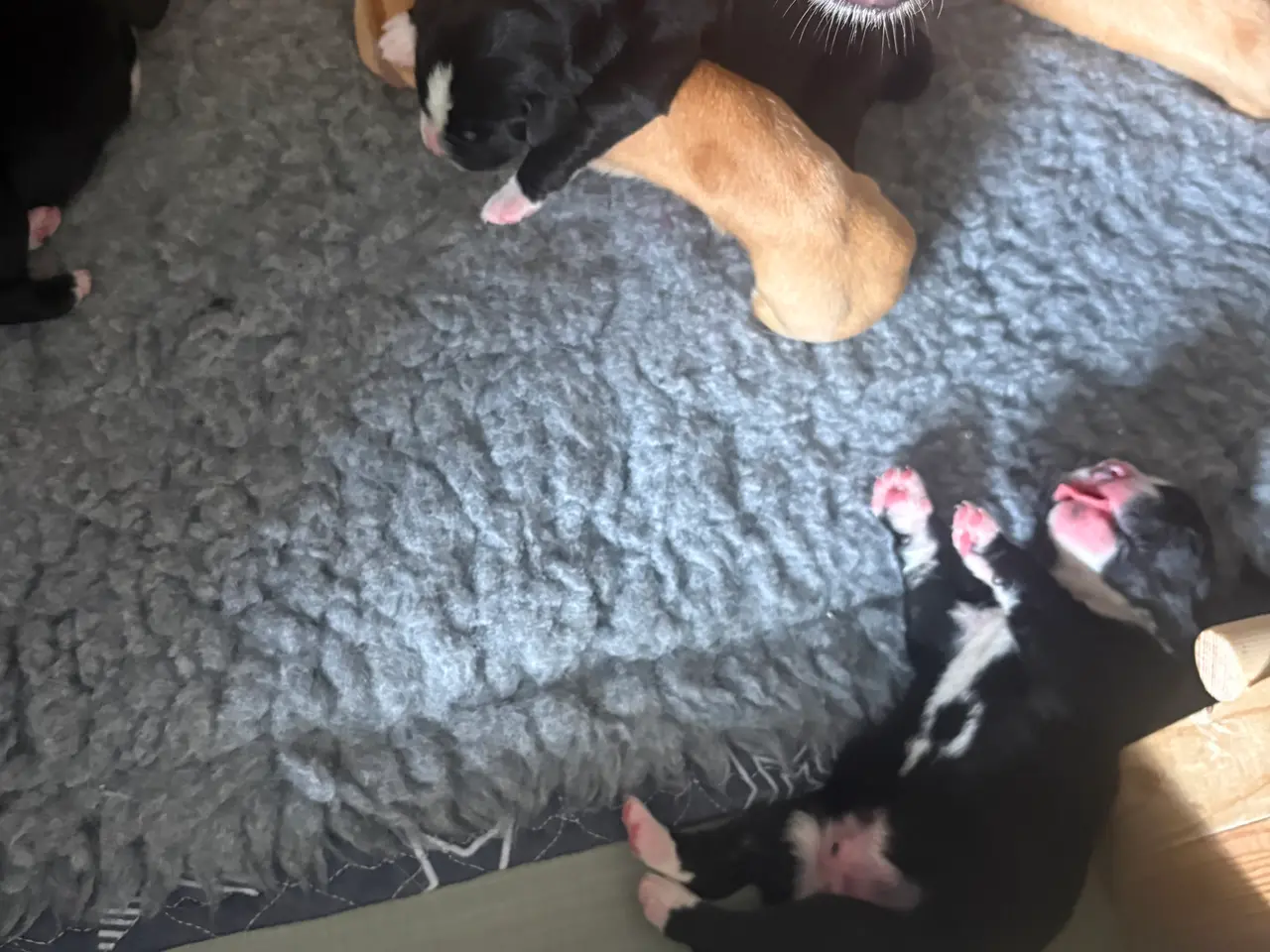 Billede 16 - Labrador/berner sennen blanding