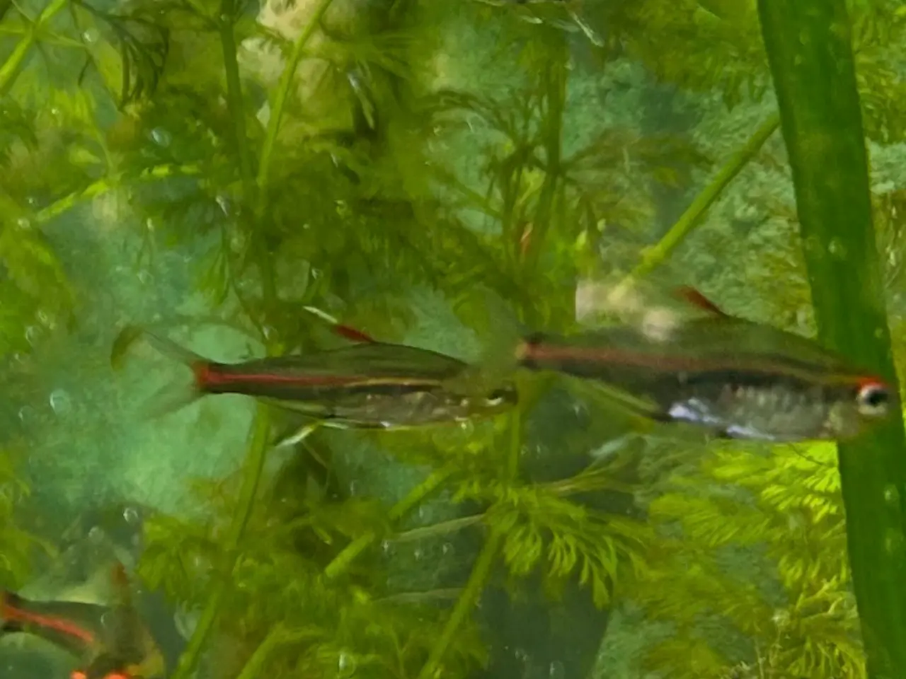 Billede 1 - 🐠 Glødelys Tetra – flotte, sunde stimefisk ✨