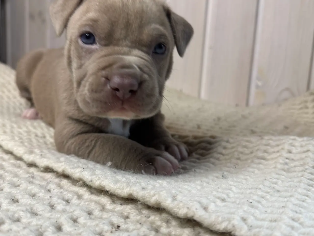 Billede 4 - Anarican Bully xl hvalpe