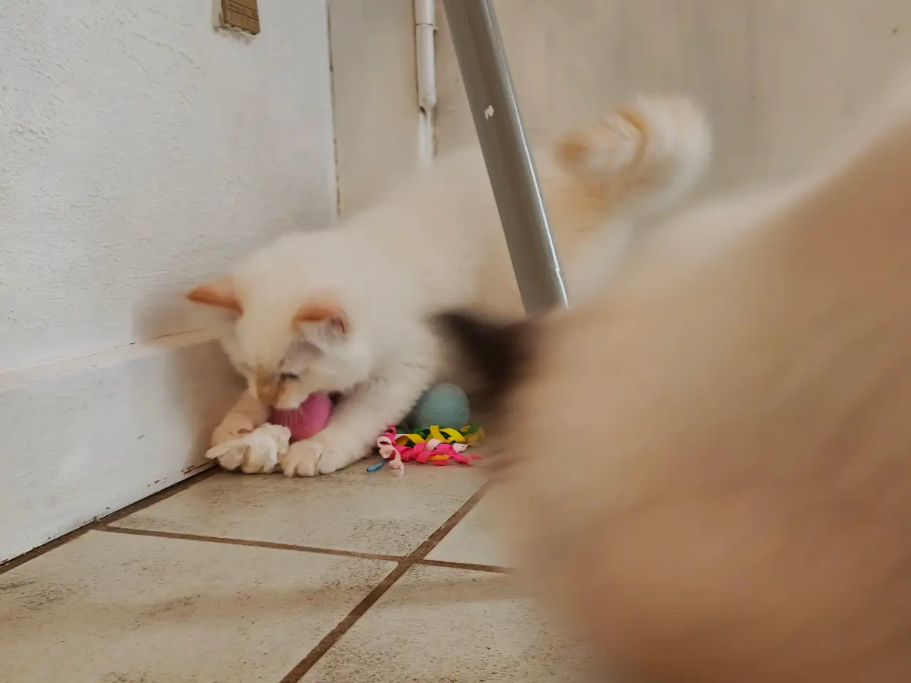 Billede 9 - Ragdoll- 1 Rød'masket han og 1 Blå'masket hun