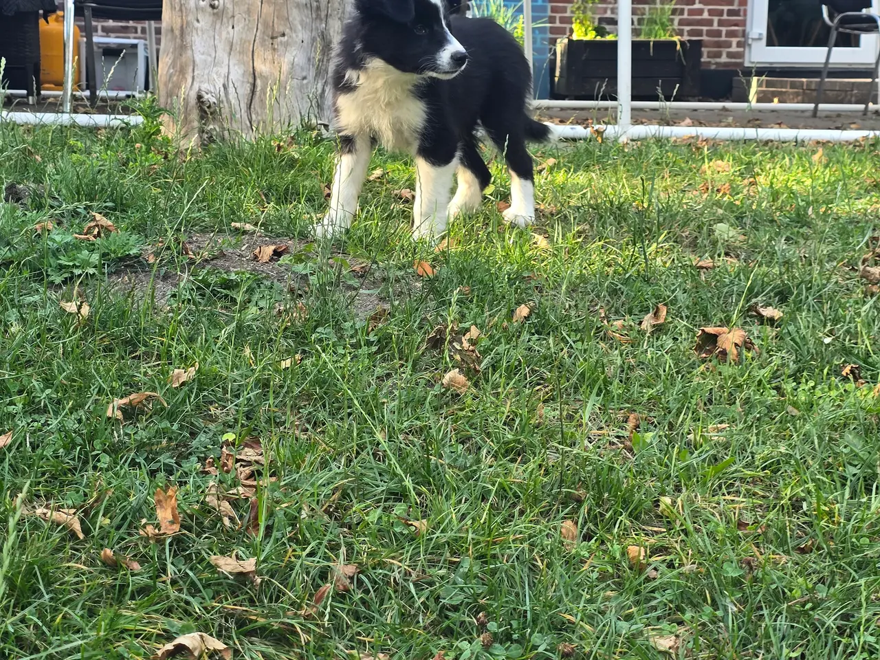 Billede 2 - De skønneste Border Collie hvalpe søger nyt hjem
