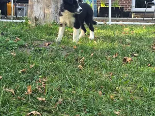 De skønneste Border Collie hvalpe søger nyt hjem - 2
