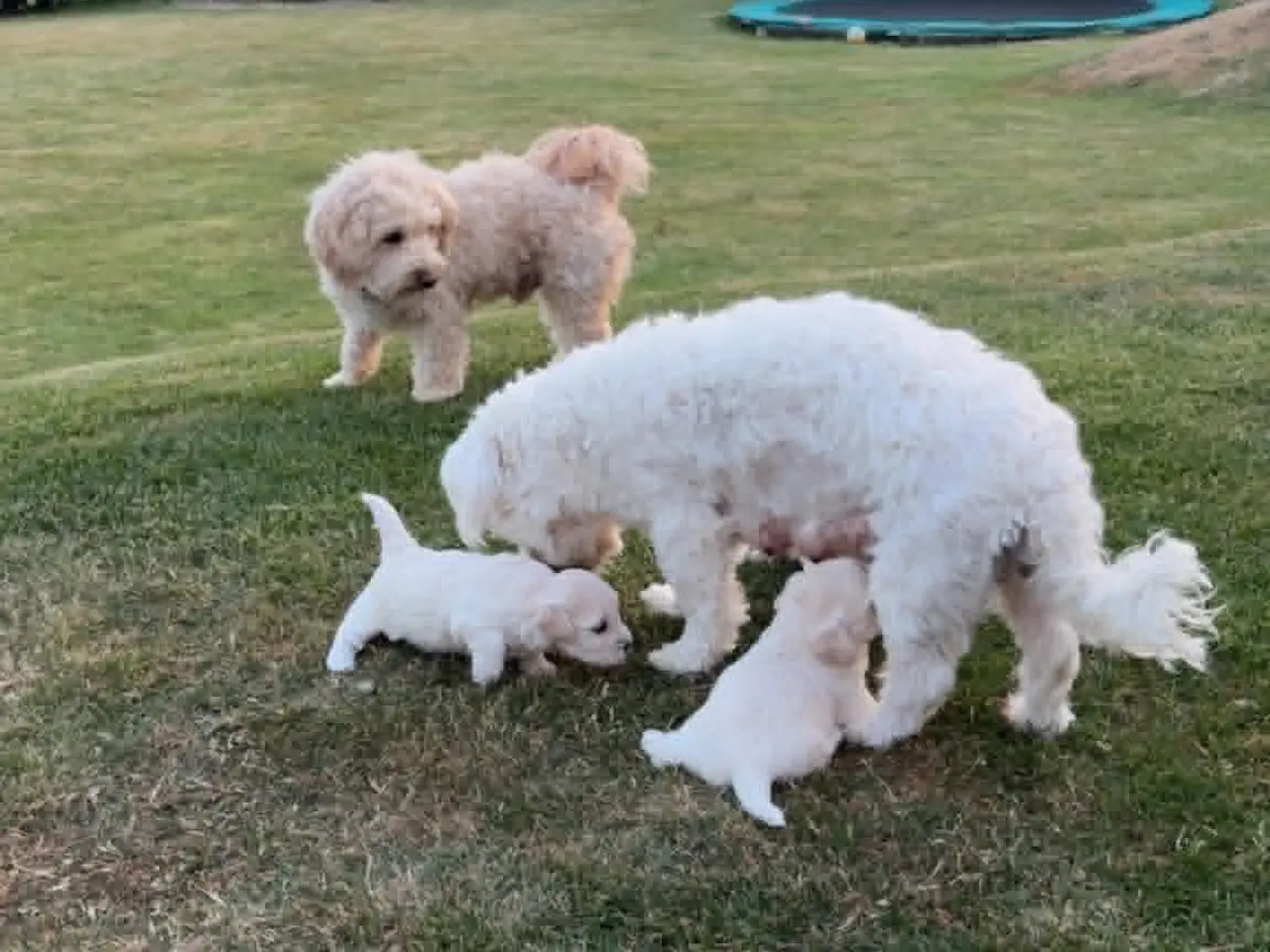 Billede 7 - Maltipoo Hvalpe