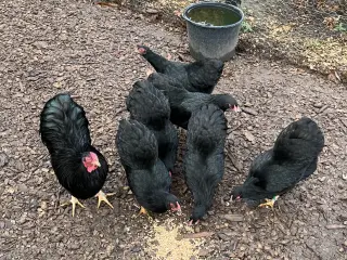 Dværg Wyandotter