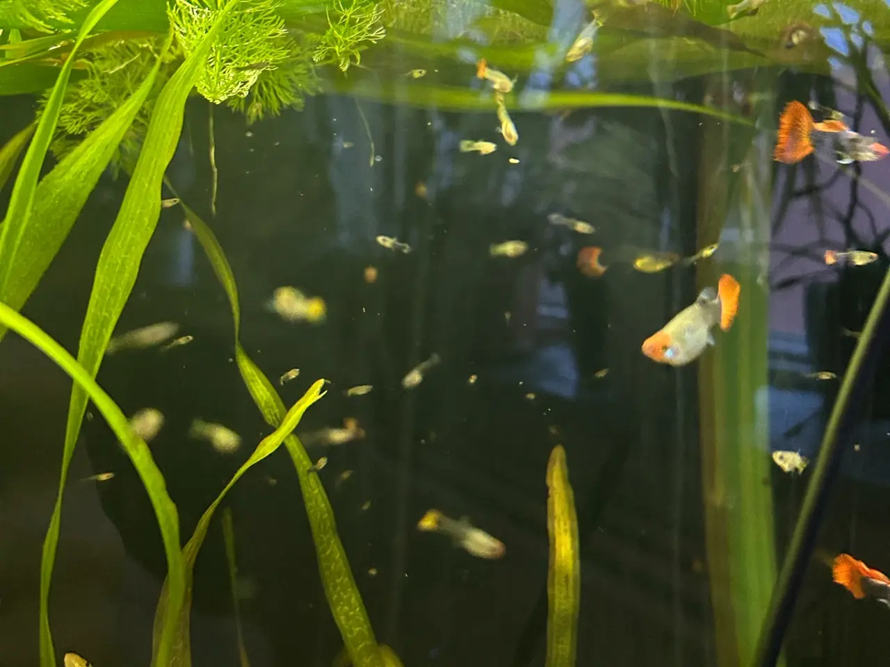 Billede 5 - ❤️🐟 Rednose Dumbo Guppy – Smuk Kontrast (unger)