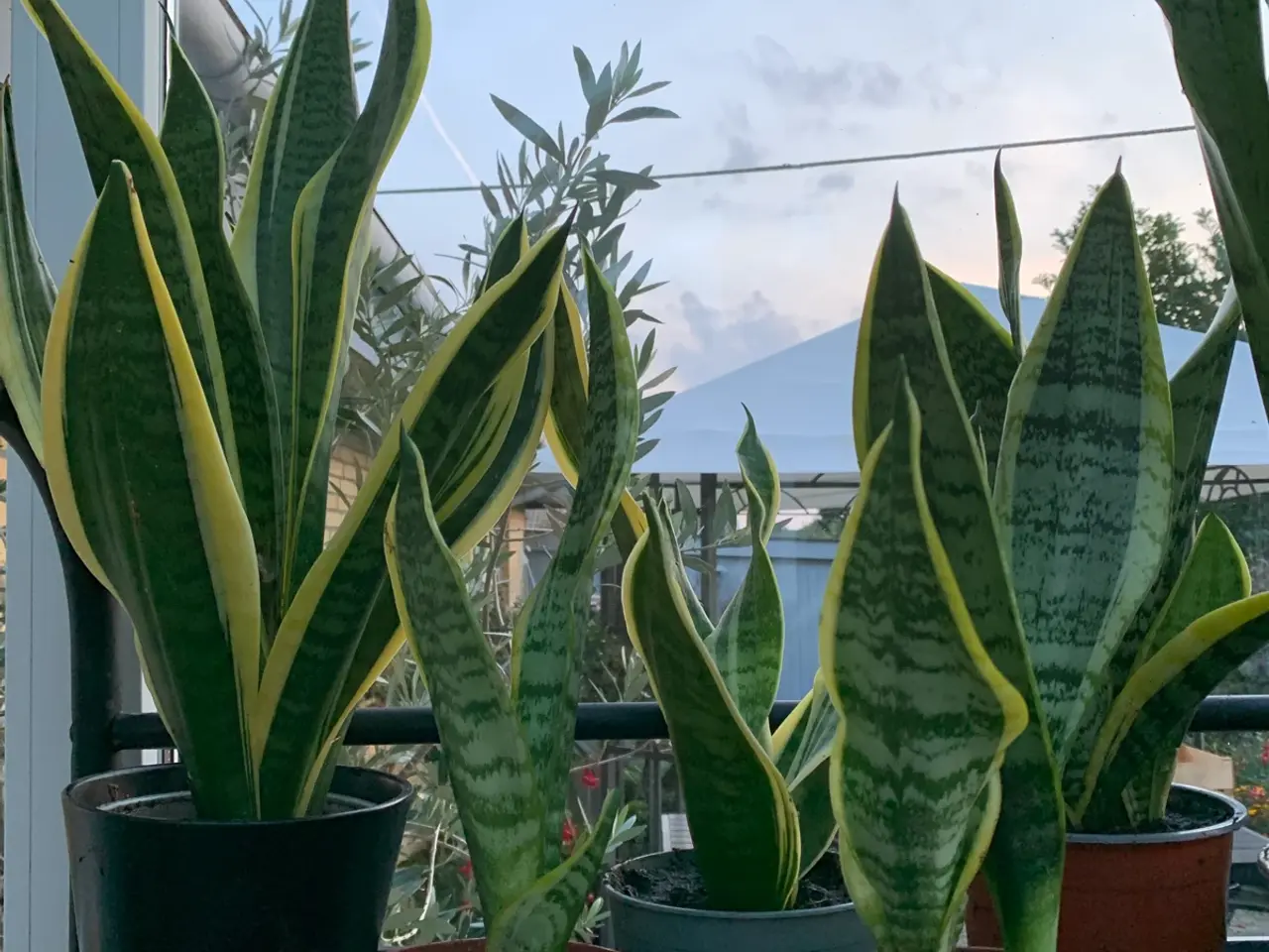Billede 4 - Diverse gode stueplanter 