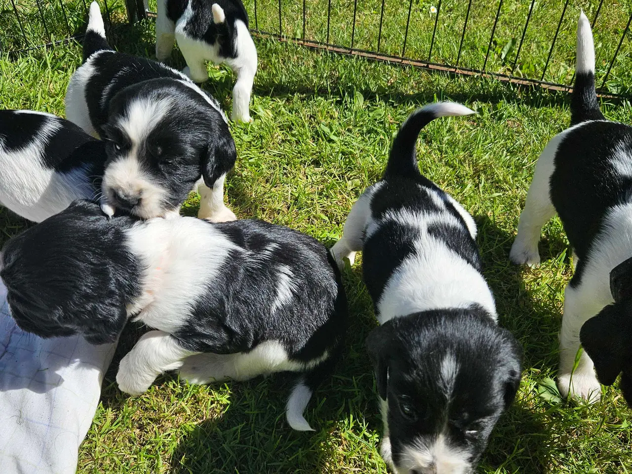 Billede 19 - Engelsk springer spaniel 