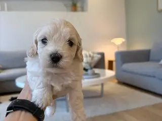 Maltipoo Hvalpe - 4
