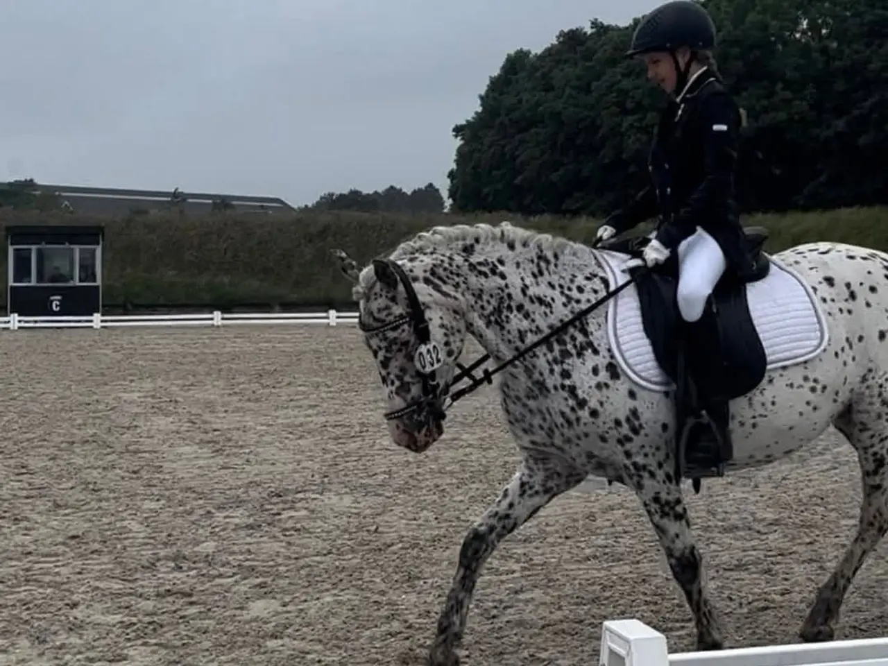 Billede 4 - Max kat 3 spring pony og fløjhoppe