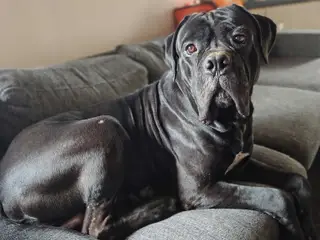 Hanhund