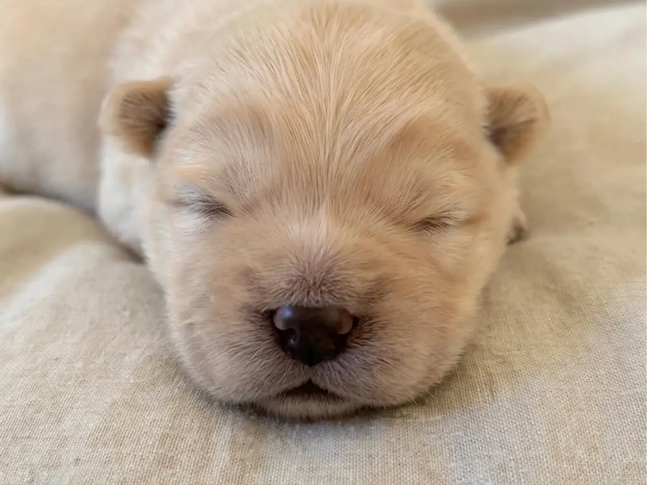 Billede 6 - Chow Chow hvalpe