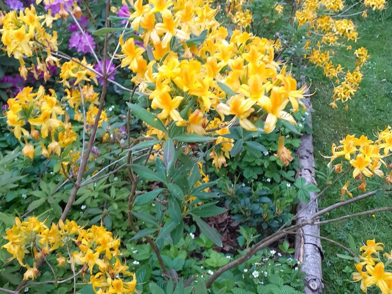 Billede 1 - Guldazalea, Rhododendron