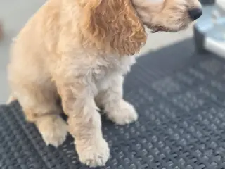 Cockerpoo  - 5