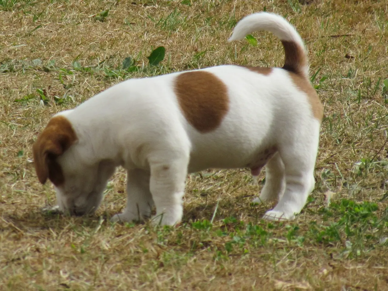 Billede 18 - DKK Jack Russell hvalpe – 2 hanner tilbage!