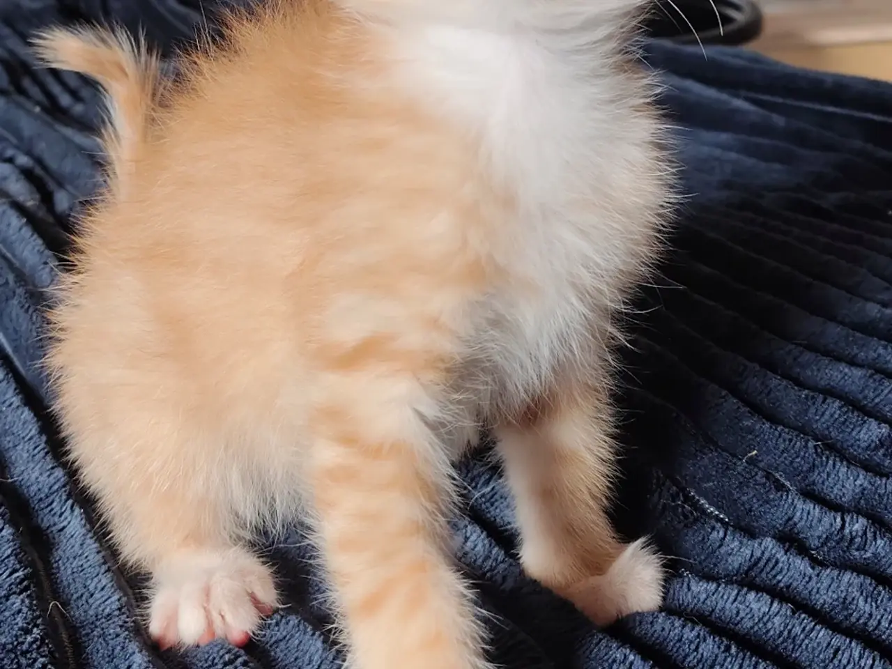 Billede 2 - 🌸 Maine Coon Blandings Hun Killing 🌸