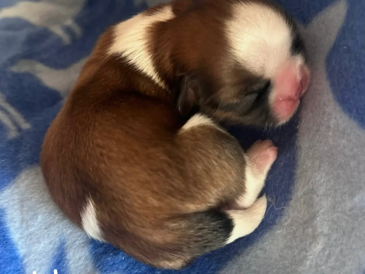 Billede 4 - Lækkerste Shih tzu hvalpe