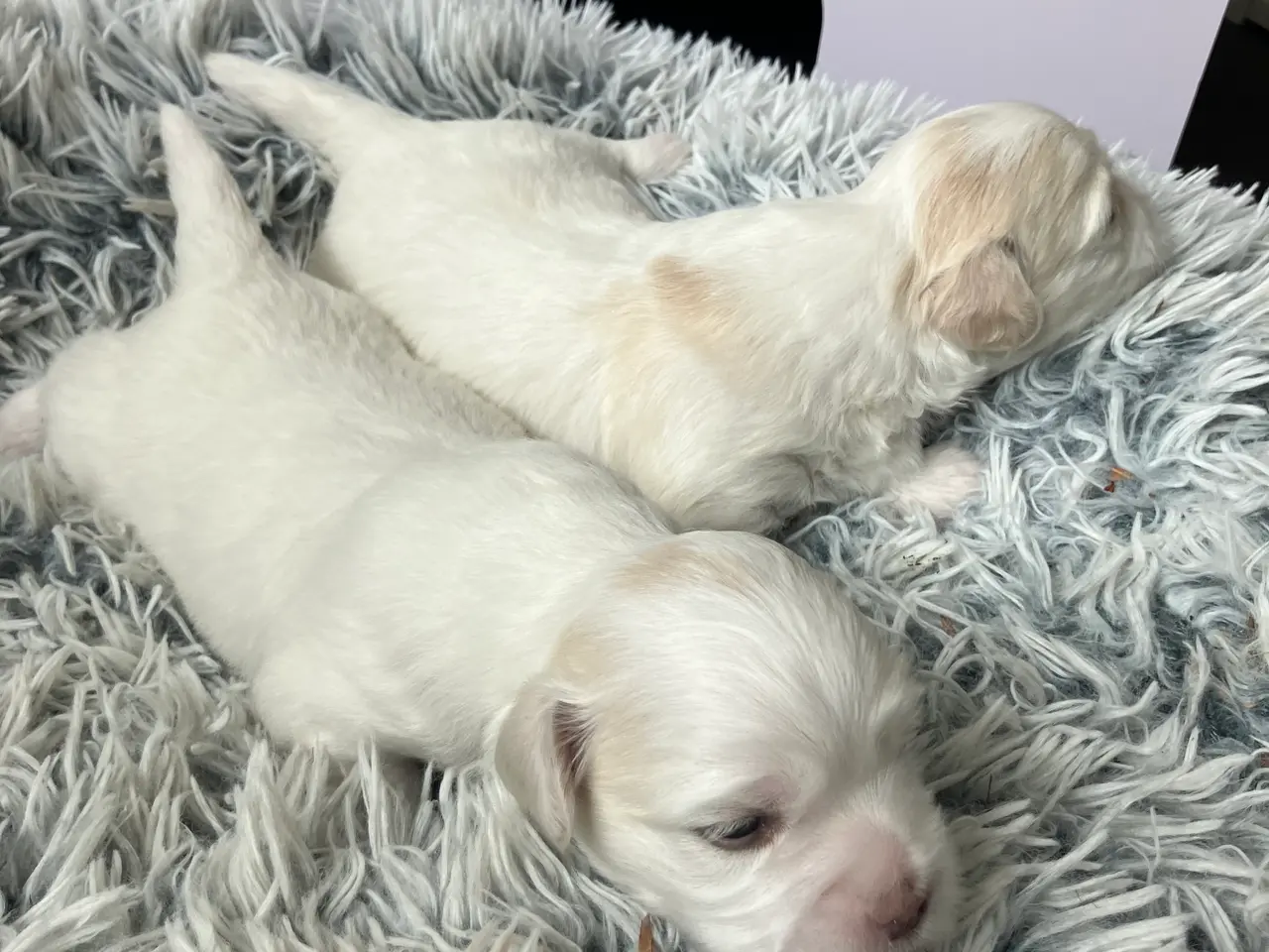 Billede 4 - Coton de tulear hvalpe - DKK stamtavle