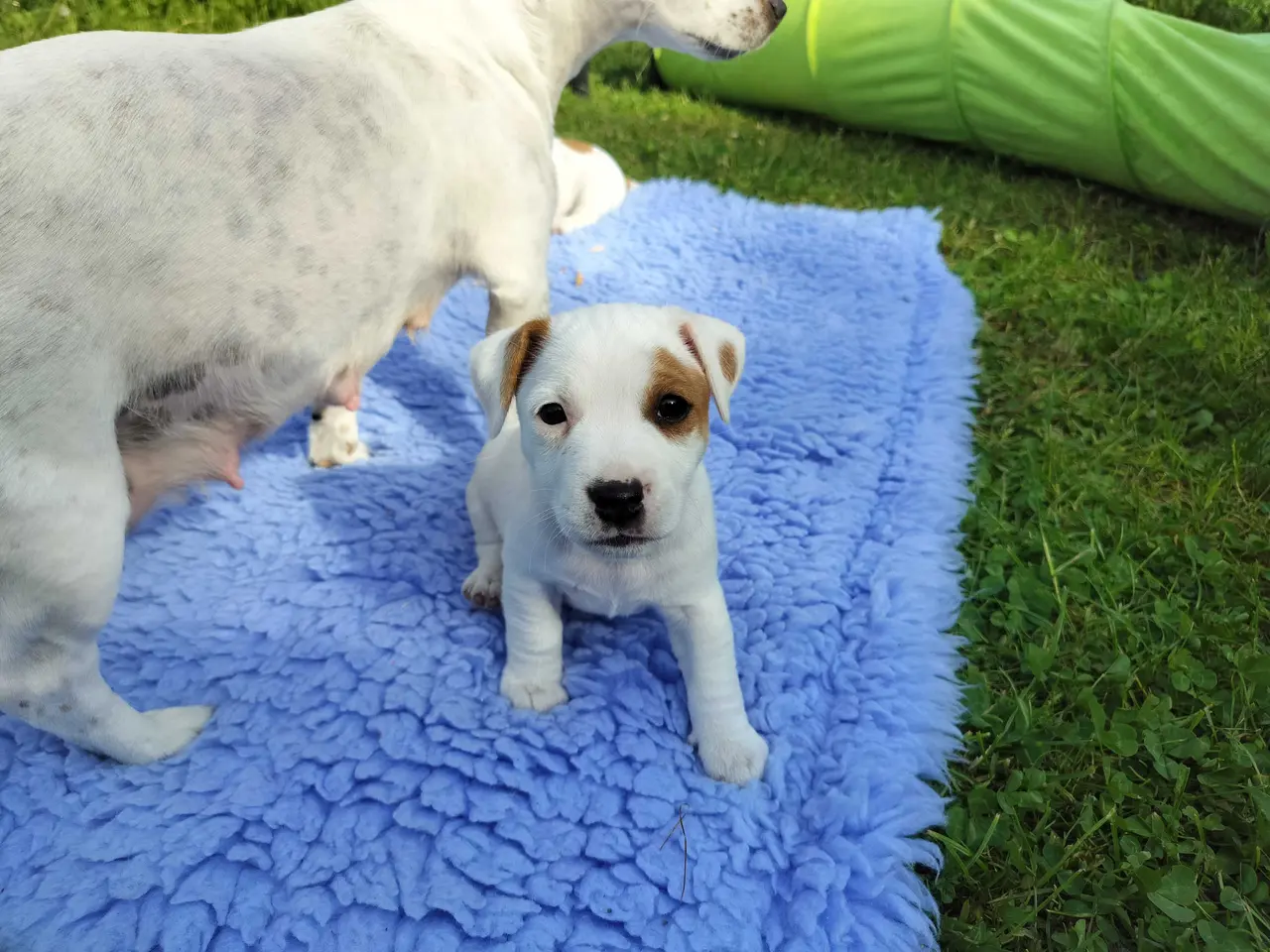 Billede 3 - Jack Russell hvalpe