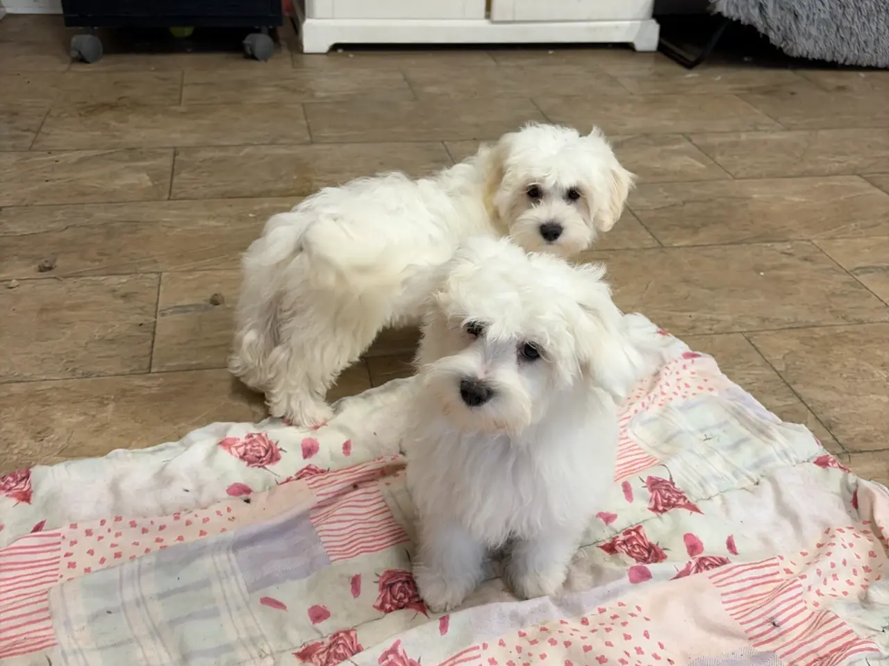 Billede 9 - 1 Maltipoo pige er rejse klar nu !