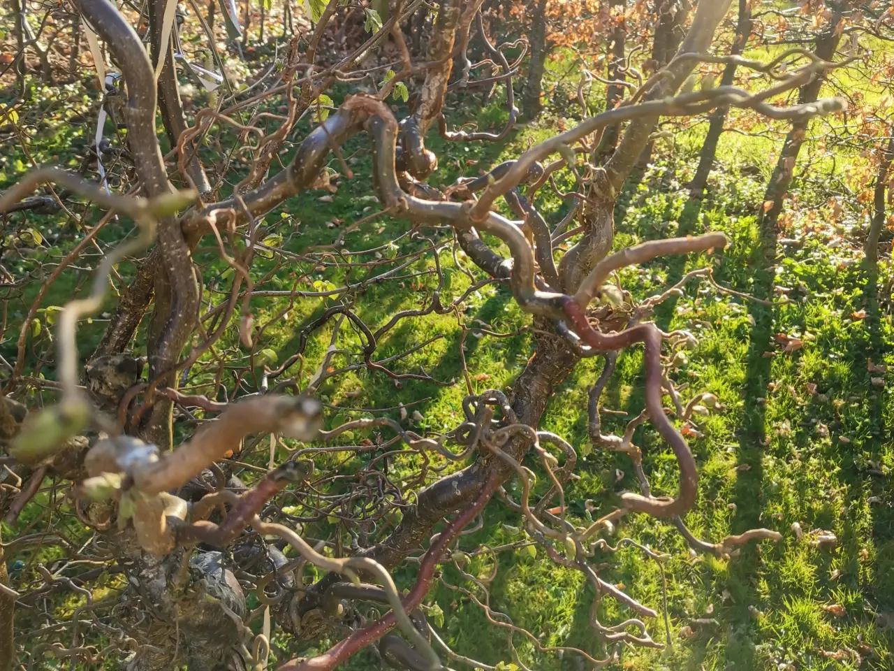 Billede 2 - Troldegrene "klip selv"