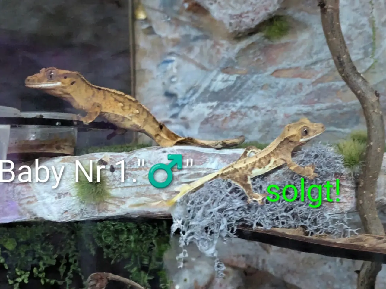 Billede 14 - 3 Kronegekko babyer sælges