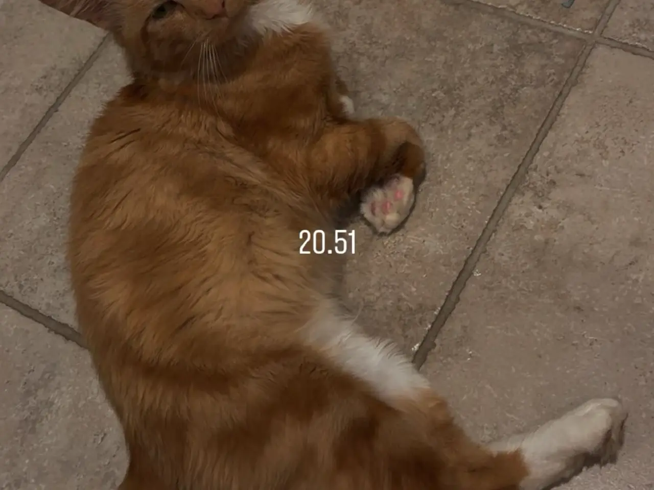 Billede 3 - Main coon blanding RESEVERET