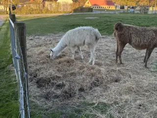 Lama
