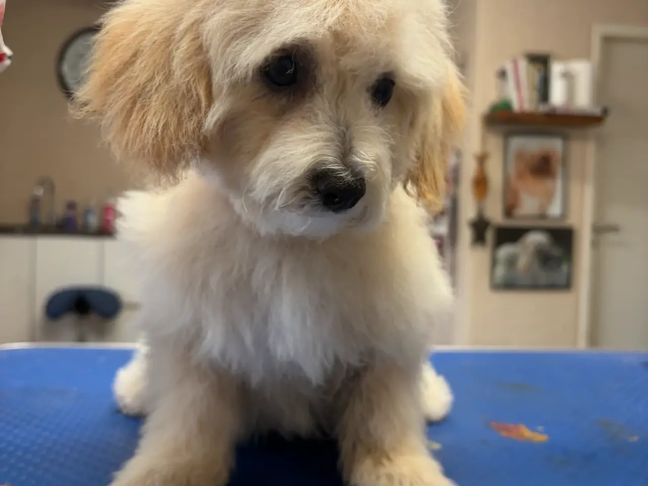 Billede 18 -  Maltipoo pige søde selma