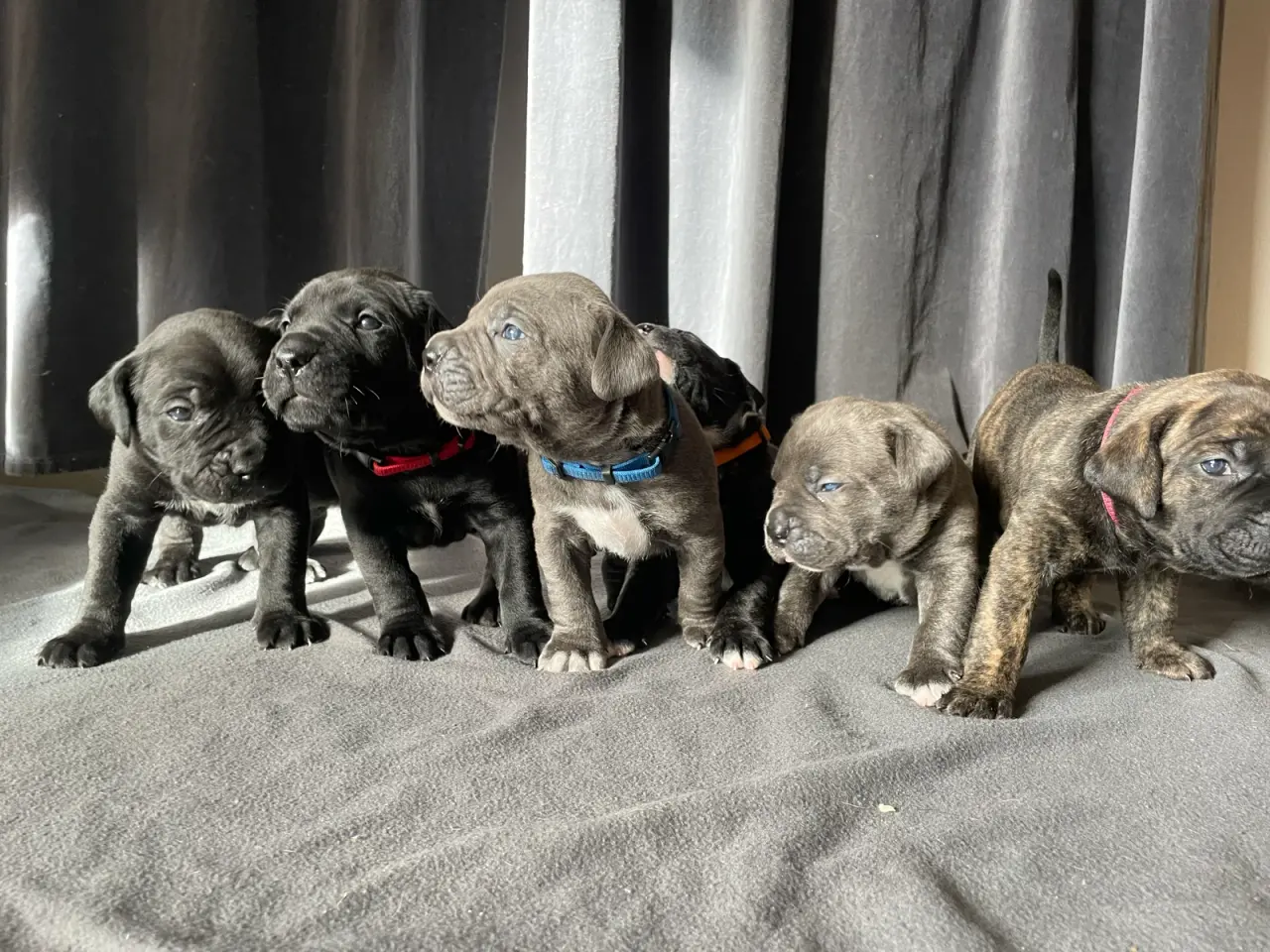 Billede 1 - Cane Corso/Presa Canario