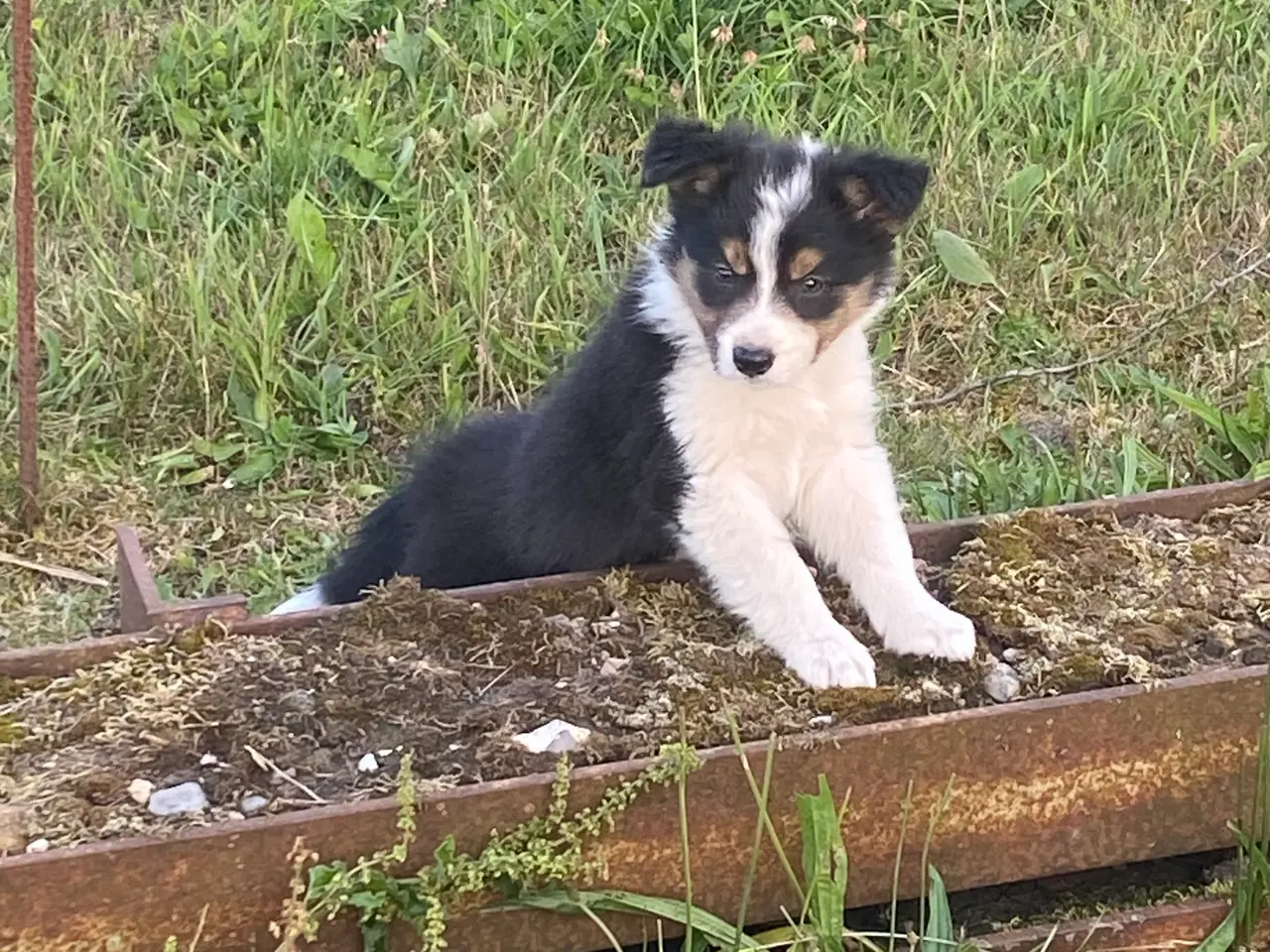 Billede 13 - Border Collie