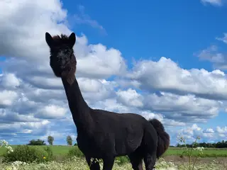 Alpacaer 4 stk