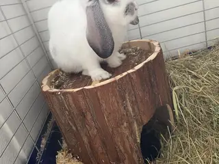 🐰 Dværgvædder, ca. 14 uger – inkl. alt udstyr 🏡
