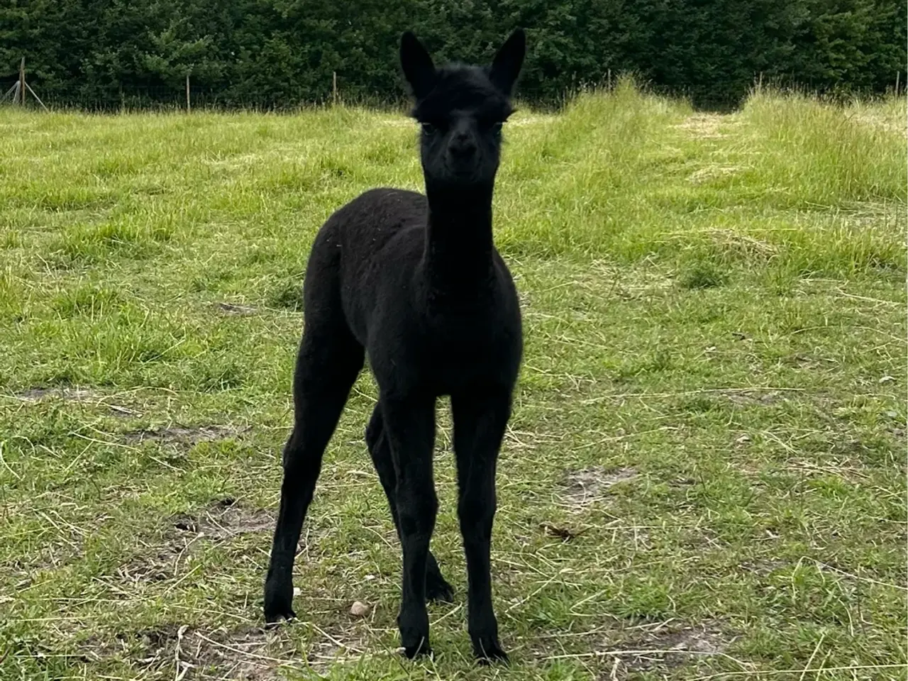 Billede 3 - Alpaca hingste føl