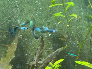🐟🔵 Blue Moscow Guppy Par sælges - Viby J