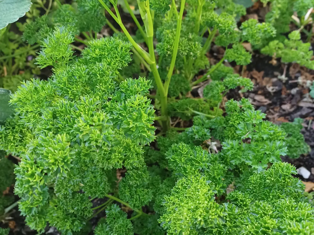 Billede 4 - Krydderurter Oregano, Citronmelisse mfl.