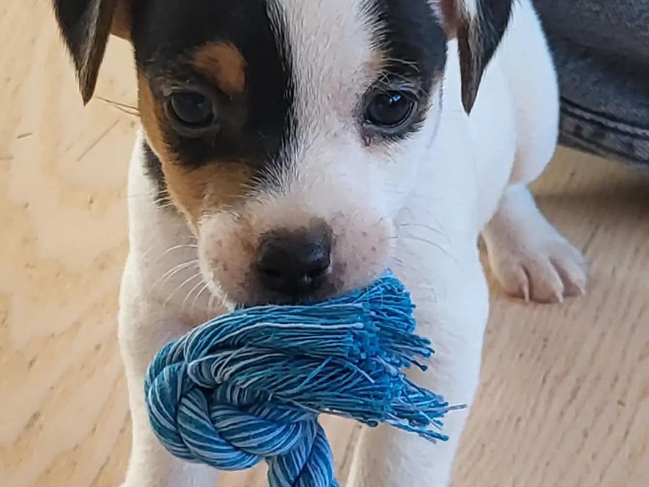 Billede 3 - Skøn Jack Russell han