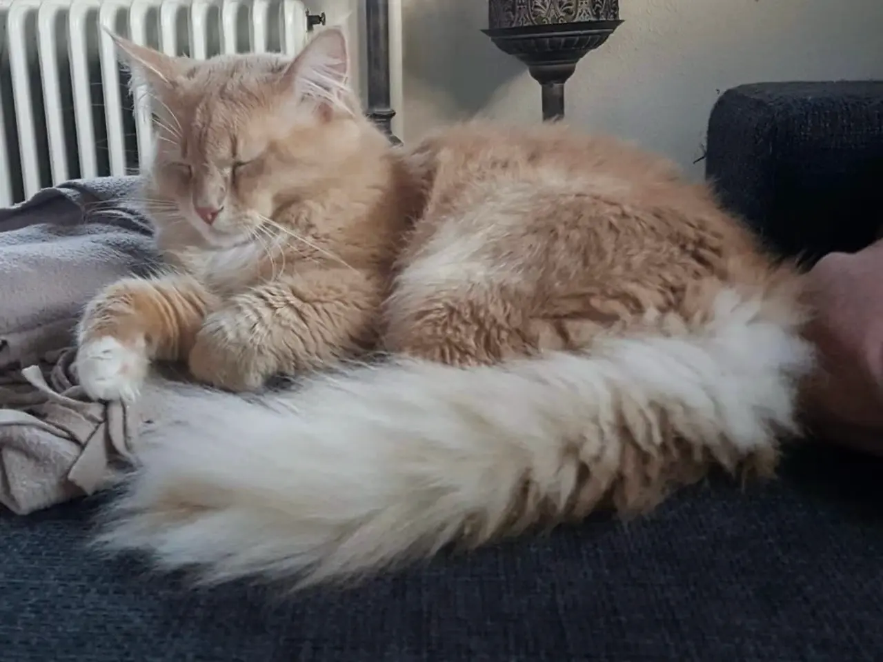 Billede 6 - Maine coon/norsk skovkat-hellig Birma 🩵