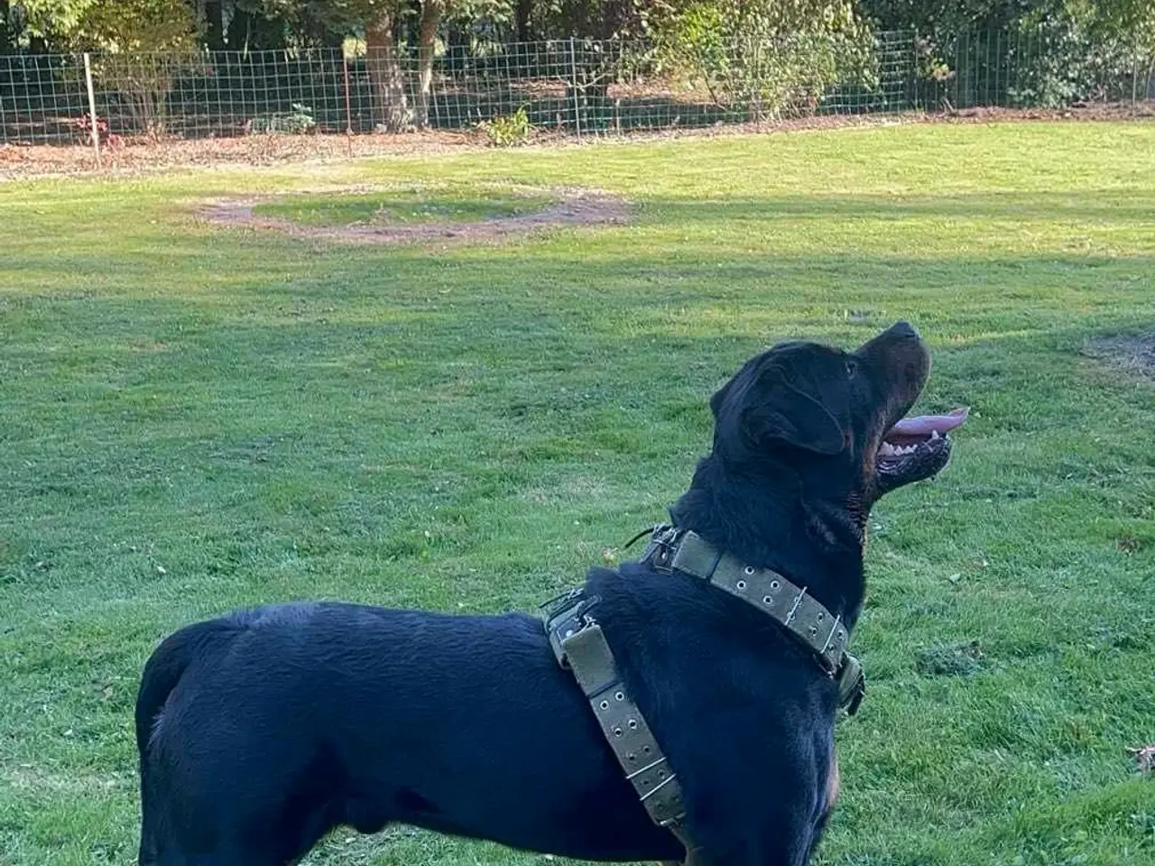 Billede 4 - Rottweiler han til avl