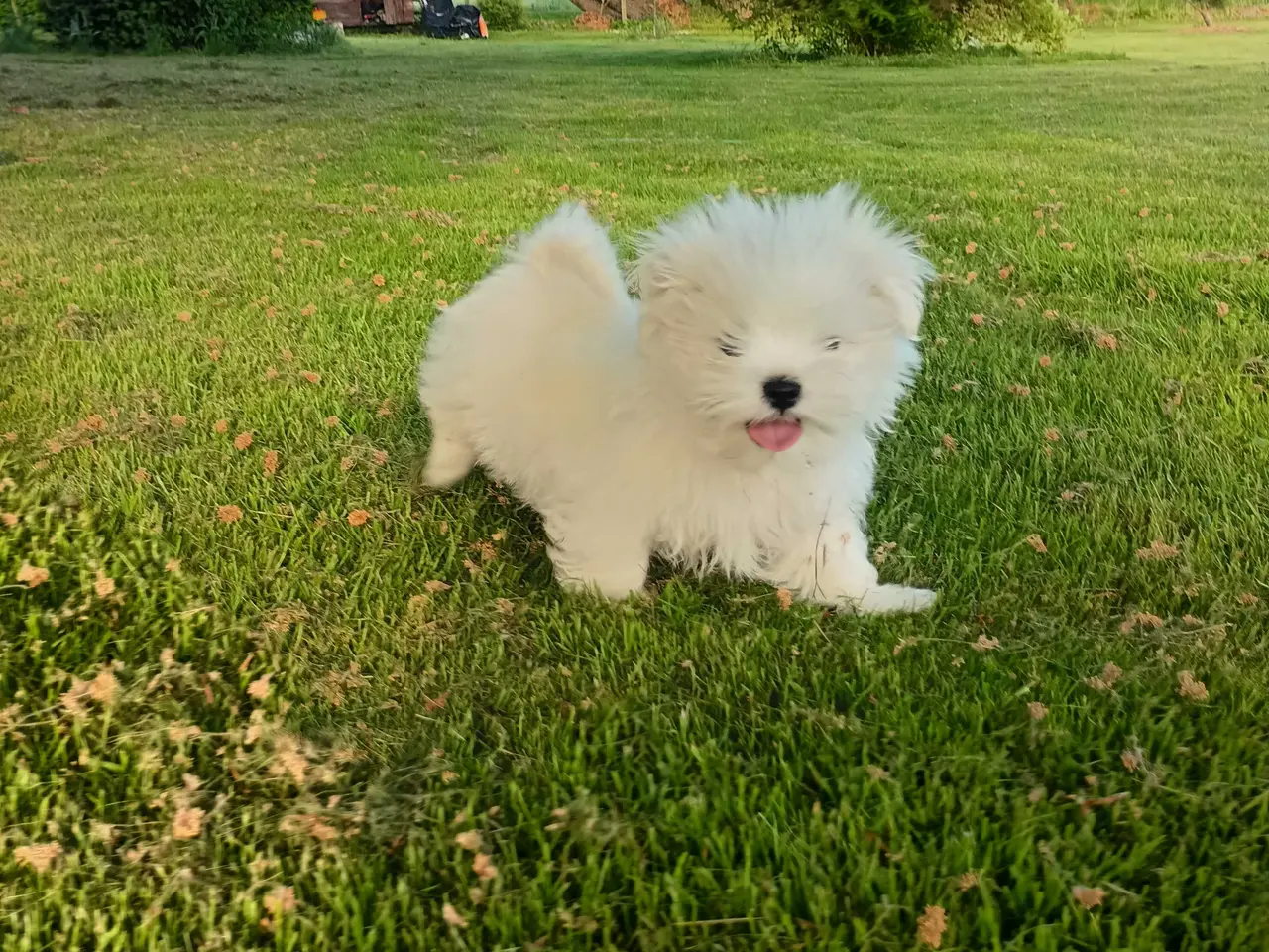 Billede 2 - Klar nu, lhasa apso 