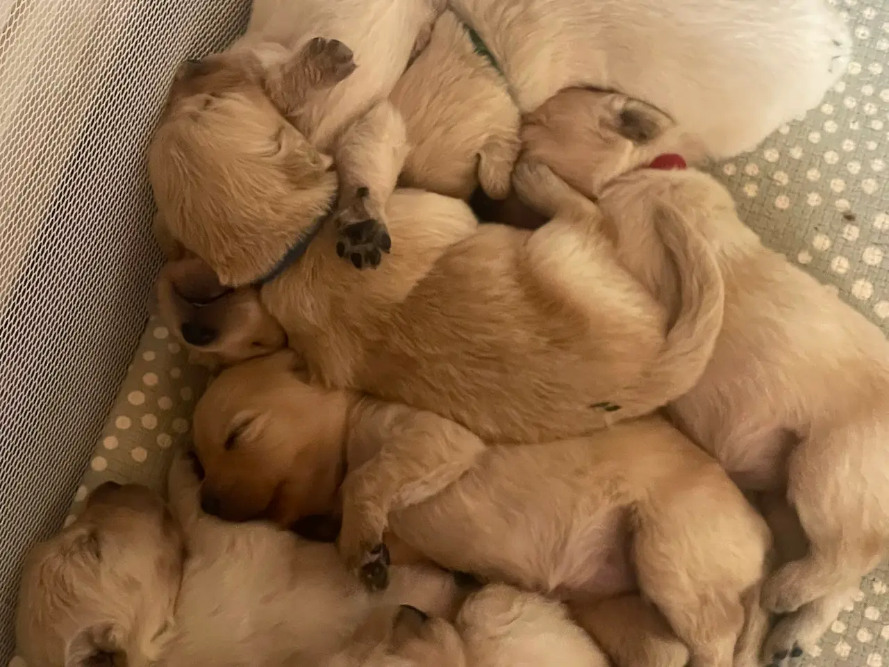 Billede 6 - Golden retriever hvalpe