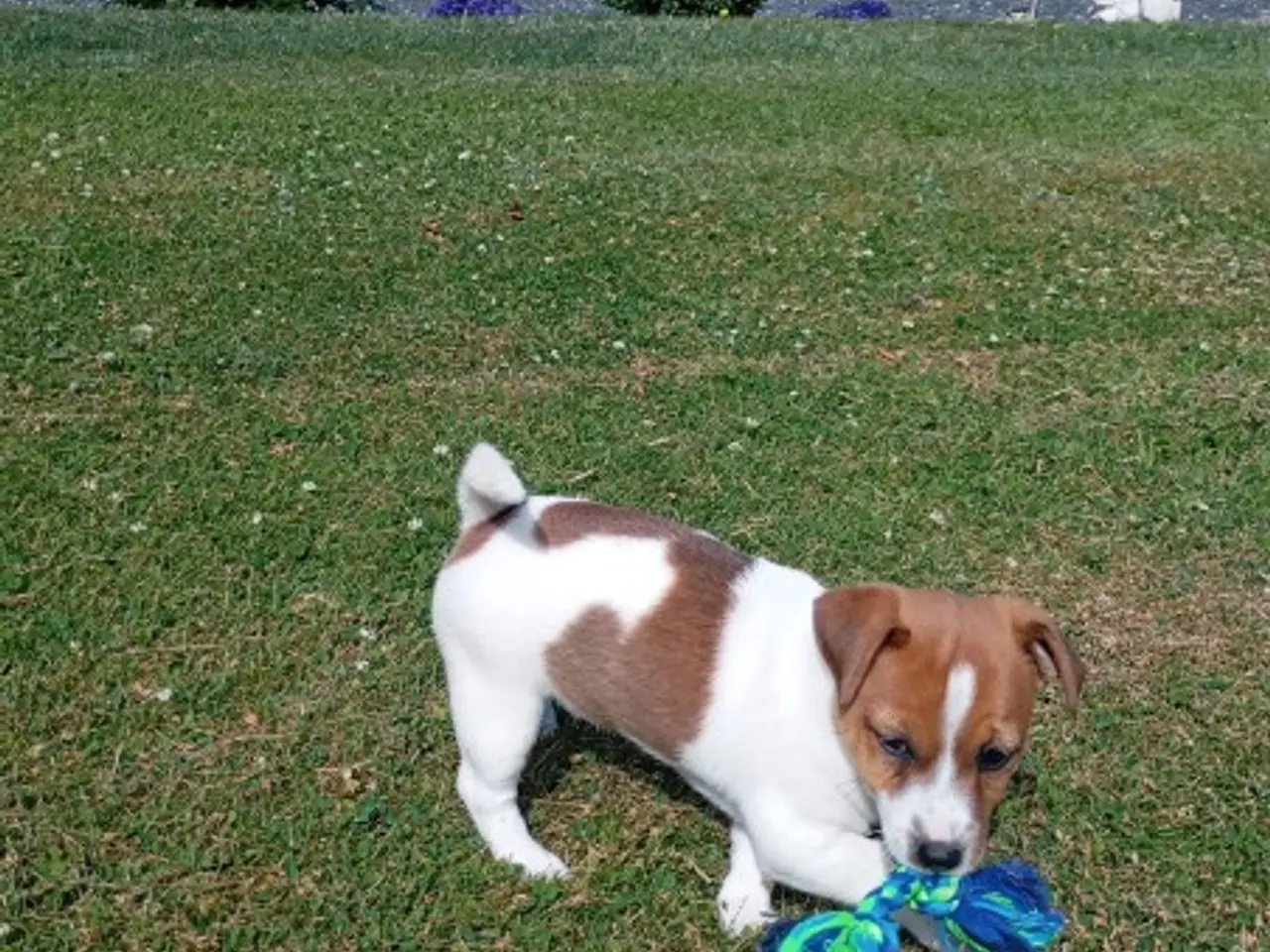 Billede 2 - Jack Russel hvalpe