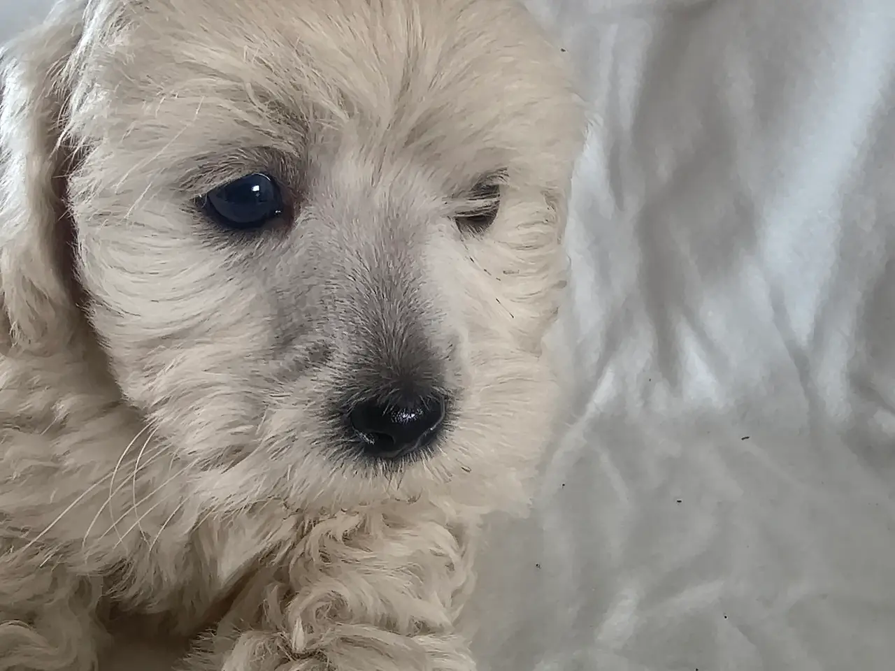 Billede 2 - Maltipoo hvalpe