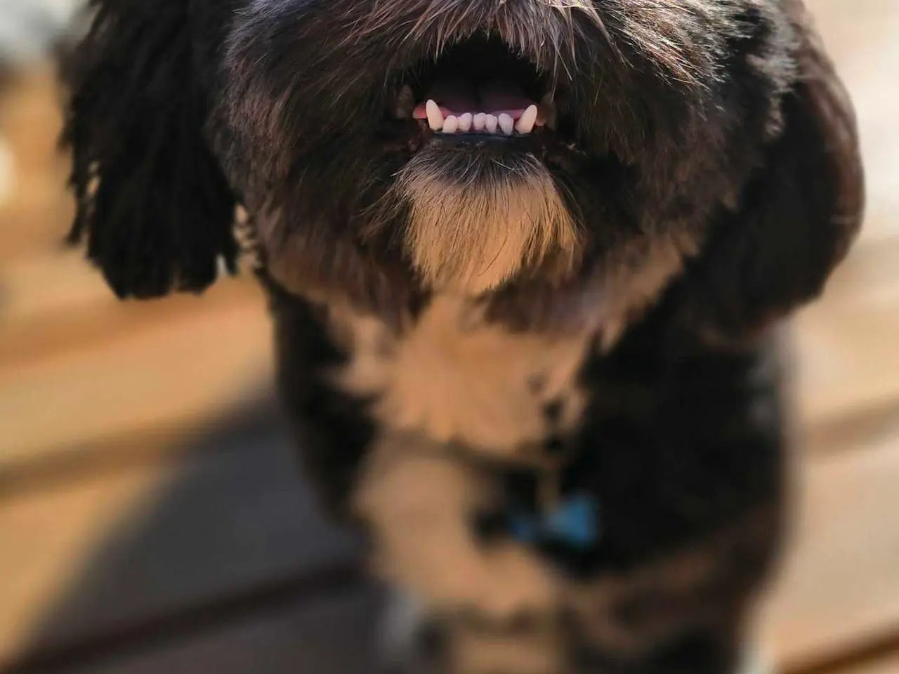 Billede 1 - Avl. Sød og flot Lhasa apso han til avl