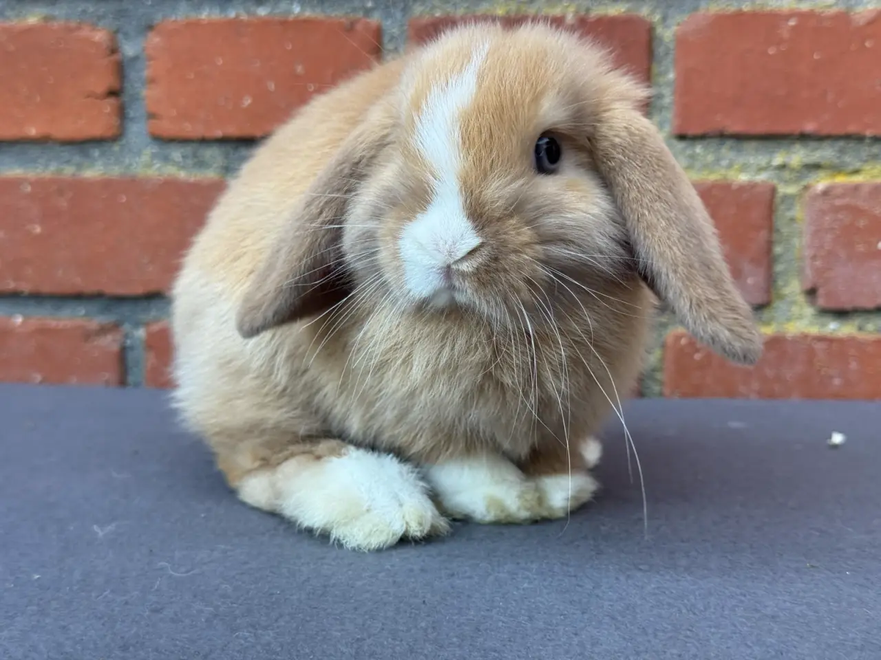 Billede 5 - Mini lop hankanin