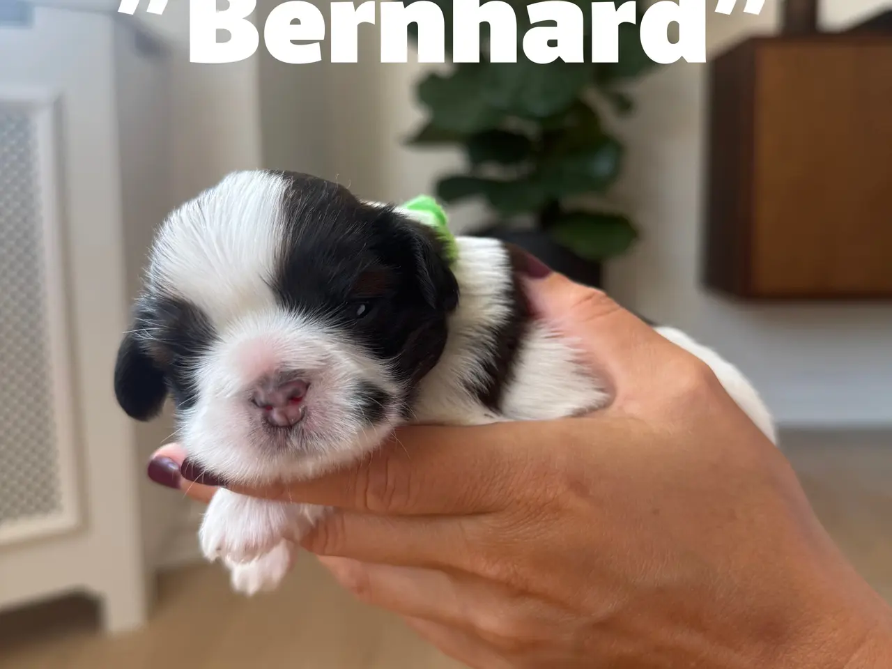 Billede 2 - Shih Tzu-hvalpe søger nyt hjem