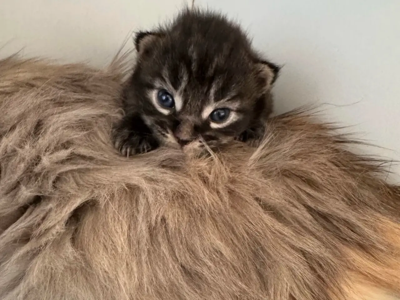 Billede 6 - Maine Coon killing