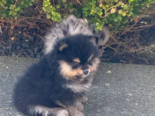 Pomeranian